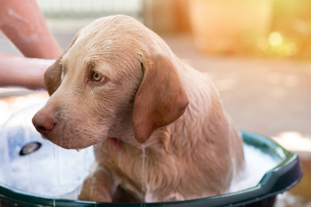 istock Wet labrador dog in bath 1492687304