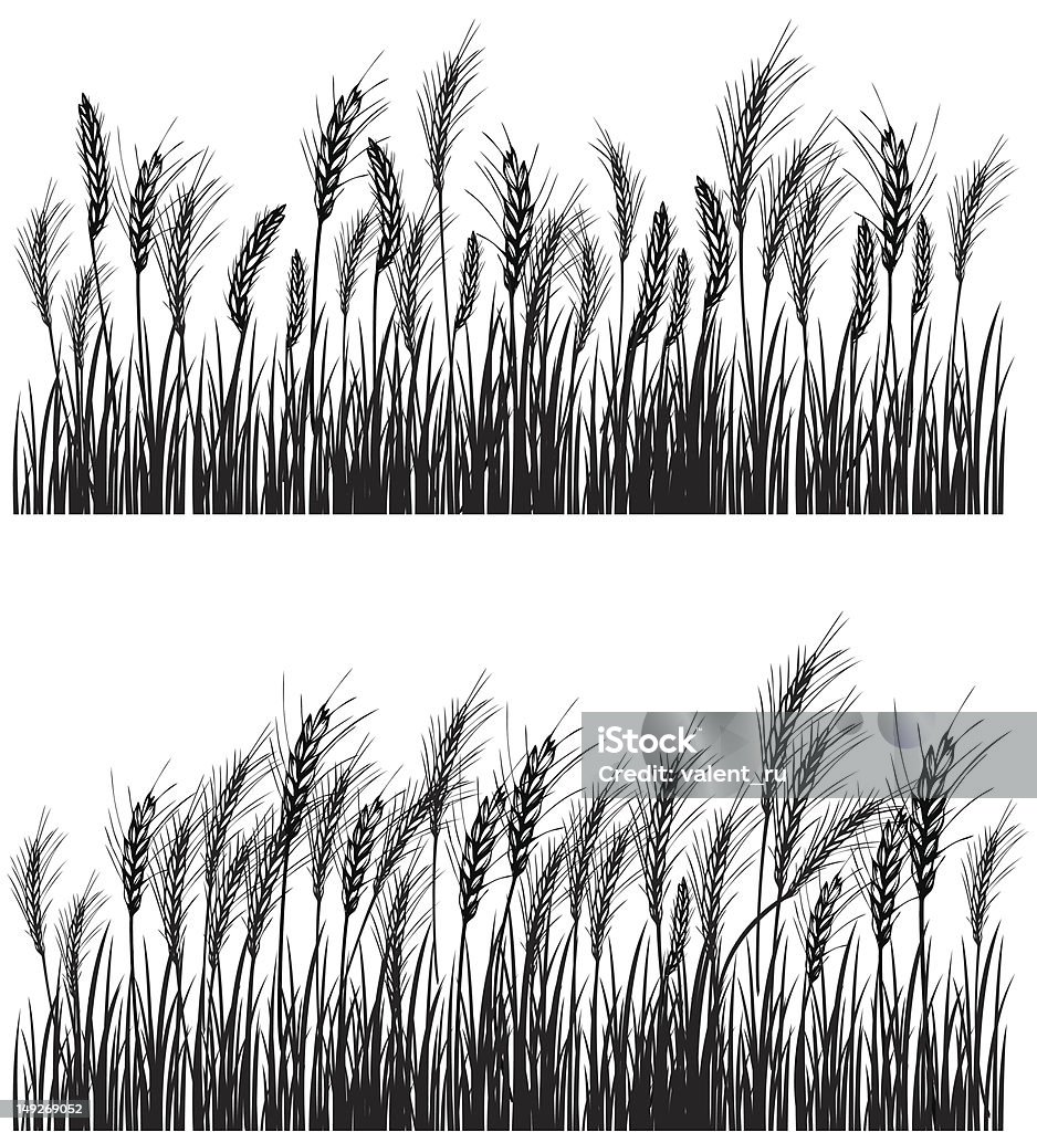 Two black and white photographs of a field of wheat Field of wheat on white. JPG with isolated path Wheat stock vector