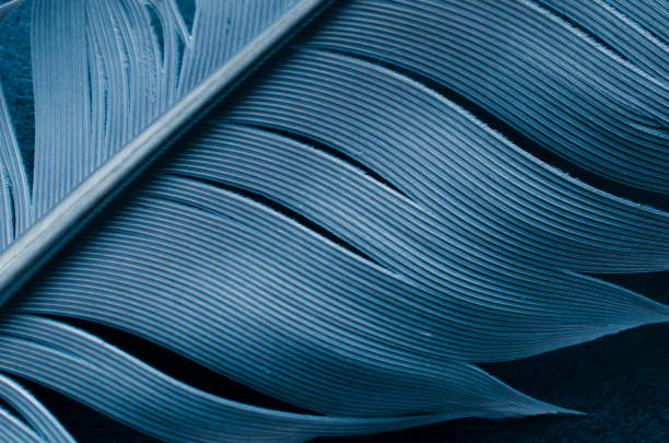 istock carrier pigeon feather. macro photo 1492690737
