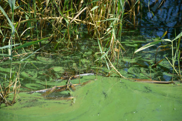 Ecological crisis. Waterlogged polluted river water and growing reeds Waterlogged polluted river water and bulging reeds. Ecological crisis. dumping waste into water bodies, the death of living beings and the formation of a swamp. dying ecosystem algal bloom stock pictures, royalty-free photos & images