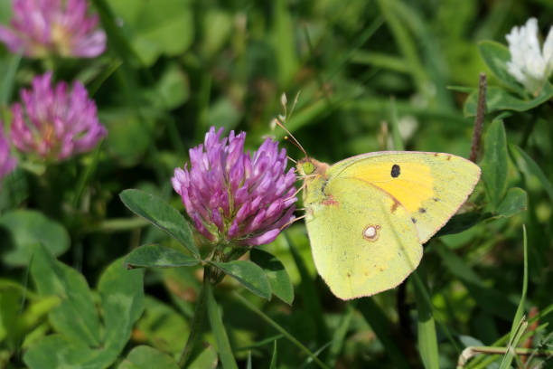 istock yellow butterfly on a clover flower 1492696586