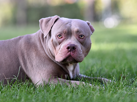 A strong american bully dog in the park