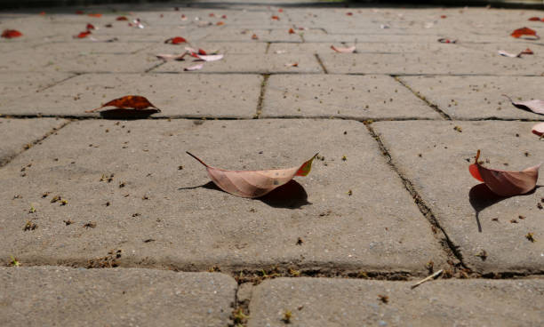 fallen red leaves on the boulevard