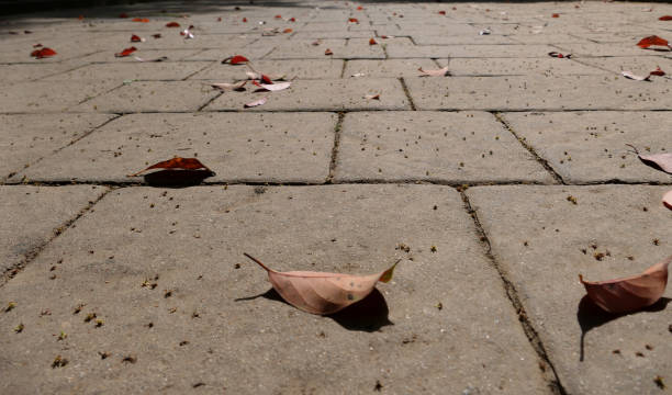 istock fallen red leaves on the boulevard 1492697397