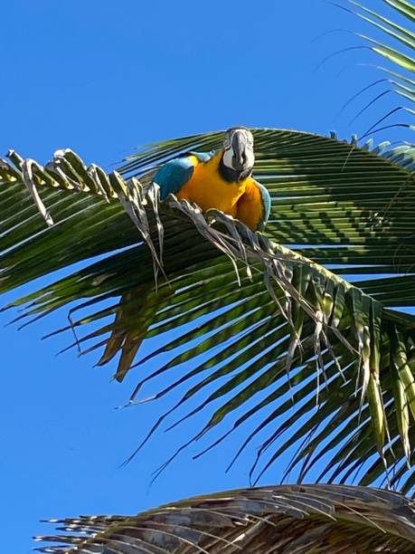 istock Arpoador beach/ Ipanema/ macaw in the coconut tree/ Rio de Janeiro- Brazil 1492698274