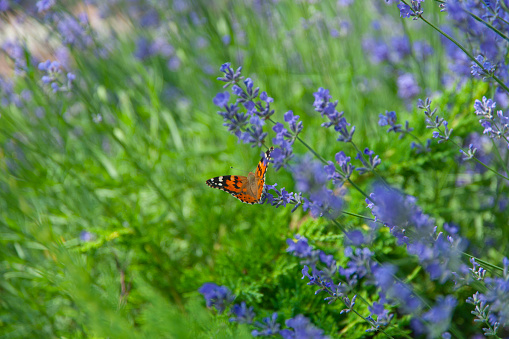 Butterfly on lavender flower on a lavender field.