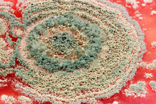 Central part of the colony of a fungus that is growing in a microbiological culture dish.