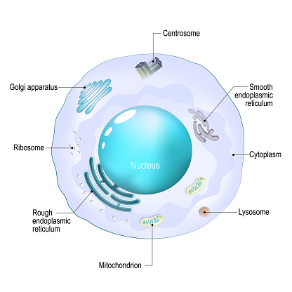 Cell organelles. Structure and anatomy of a animal cell. realistic cell on a white background. Vector illustration. Poster for education