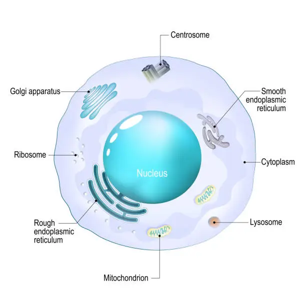 Vector illustration of Cell organelles. Structure and anatomy of a animal cell.