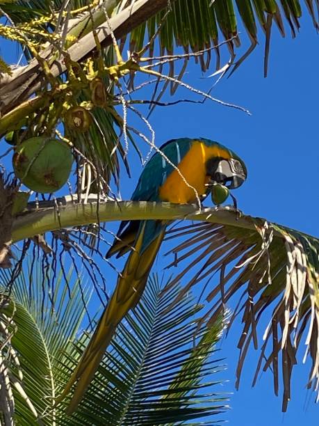 istock Arpoador beach/ Ipanema/ macaw in the coconut tree/ Rio de Janeiro- Brazil 1492702237