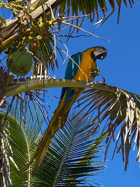 istock Arpoador beach/ Ipanema/ macaw in the coconut tree/ Rio de Janeiro- Brazil 1492702247