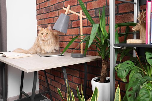 Beautiful cat sitting on desk near plants at home