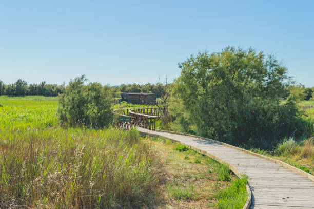 istock wooden bridge in nature 1492704847