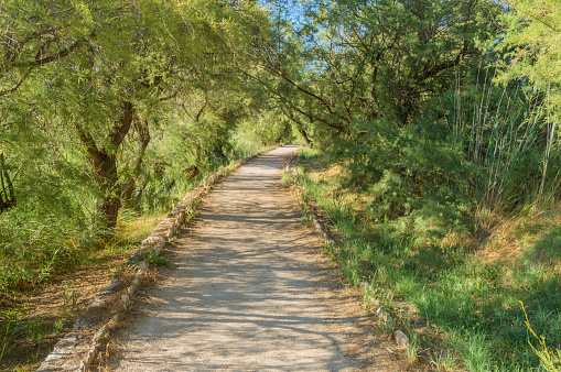 A hiking trail through the woods with a wooden fence.