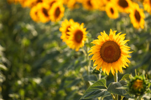 Beautiful blooming sunflower field stock photo