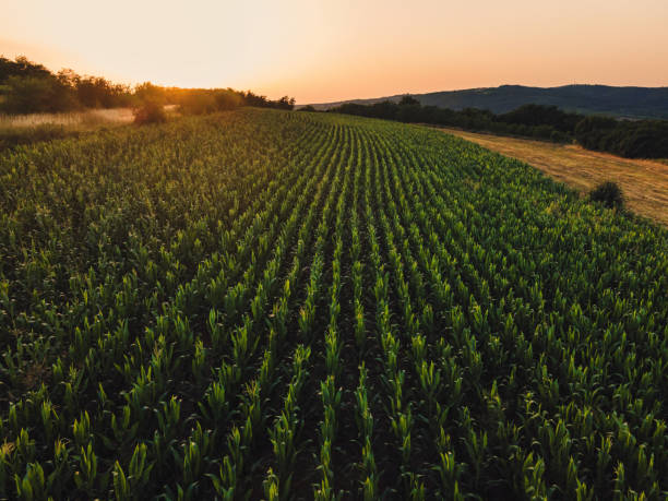 istock Aerial drone view of cultivated green corn field during sunset 1492706873