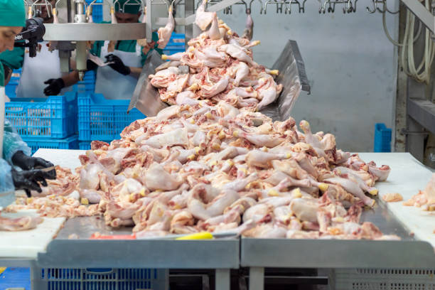 istock chicken farm industrial line equipment 1492707768