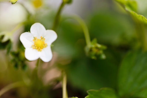 Close up of small white strawberry flower.