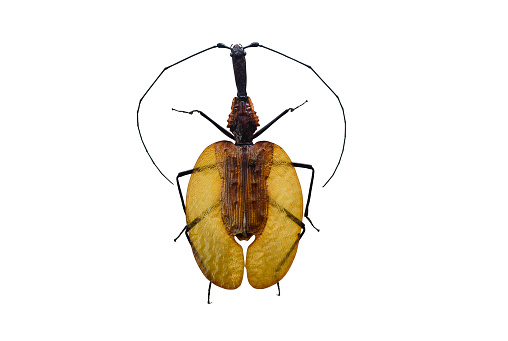 Common ground beetle close-up on a white isolated background