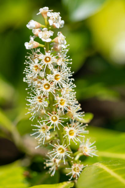 istock English laurel (prunus laurocererasus) flowers 1492709641
