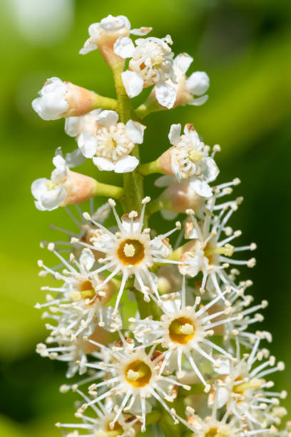 istock English laurel (prunus laurocererasus) flowers 1492709671