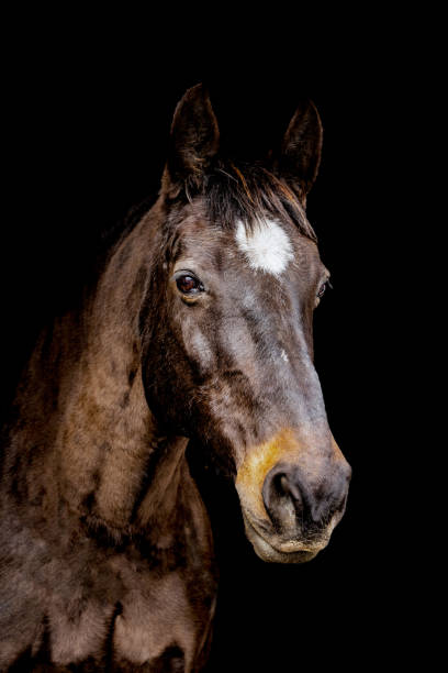 istock Portrait of Bianca 1492709696