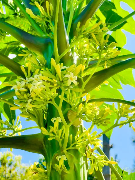 Photo of Flowering Pawpaw Tree