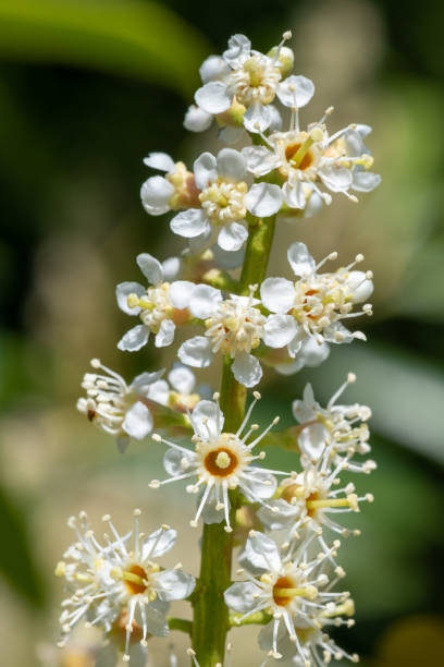 istock English laurel (prunus laurocererasus) flowers 1492711341