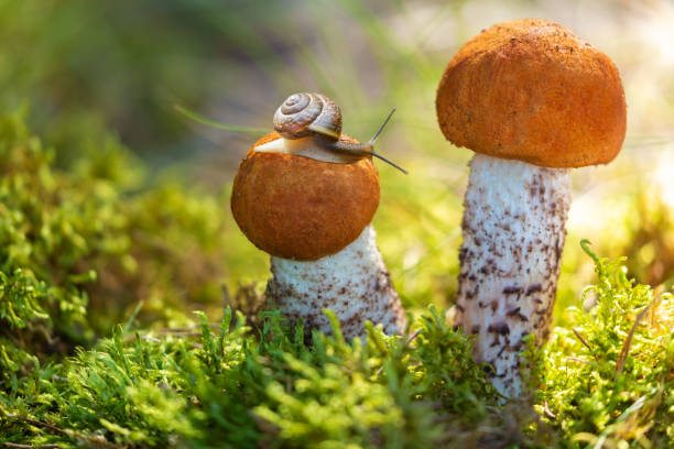 istock Edible mushrooms in a forest 1492711939