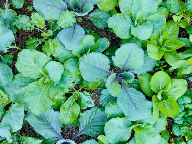 Organic Crucifer Plants