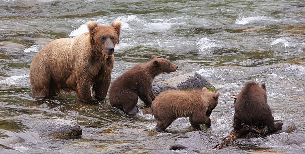 istock Grizzly brown bear with three cubs, Katmai, Alaska 149271326