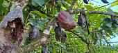 rote-kakaoschote-auf-baum-auf-dem-feld-kakao.jpg?b=1&s=170x170&k=20&c=F0NzaSiGVwhTEJ-0bM5dE4lzp8MbHvNACopv_Mgor80=