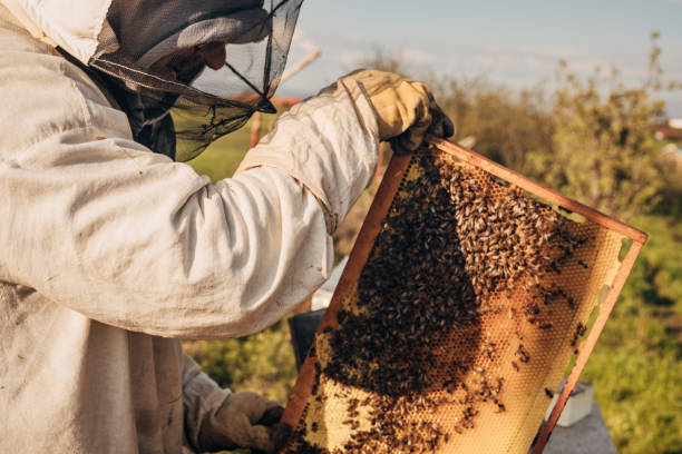 istock Frame with bees in the hands of a beekeeper 1492716034