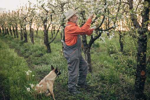 Blossomed apple orchard