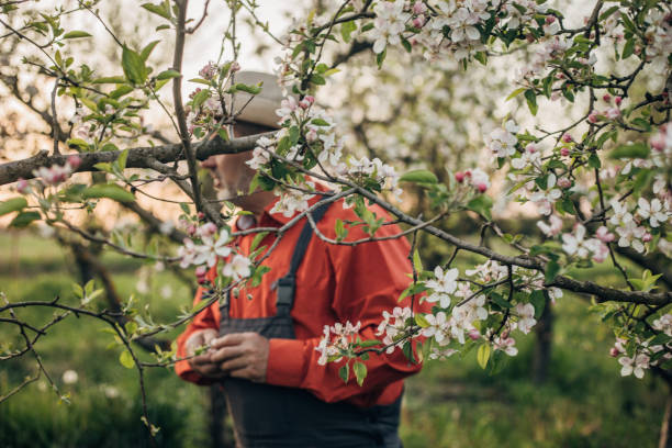 istock A farmer works to control flowering in an orchard 1492716089