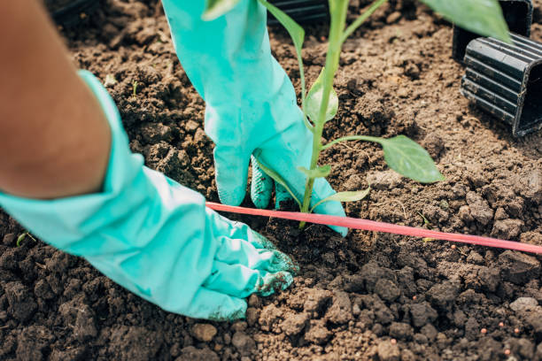 istock Planting a pepper stalk in the ground 1492716391