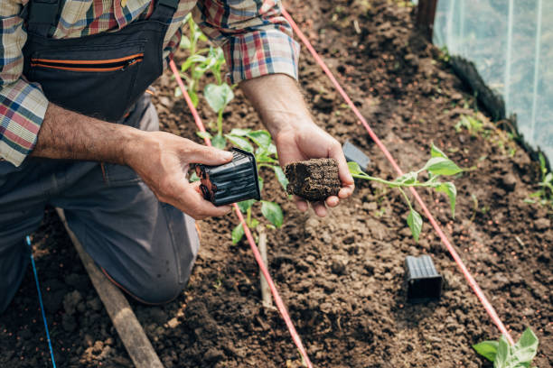istock A farmer plants pepper stalks in the ground 1492716519