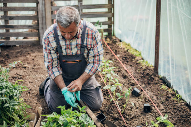 istock Planting vegetables in the greenhouse 1492716528