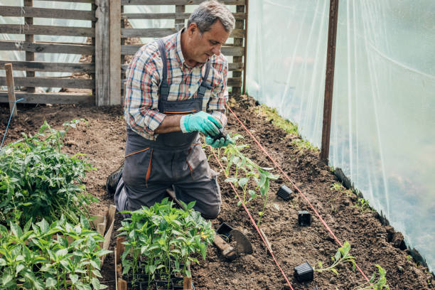 istock Planting vegetables in the greenhouse 1492716558
