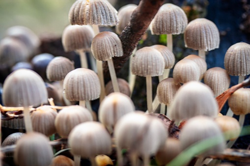 Horizontal extreme closeup photo of a large group of tiny mushrooms growing uncultivated in a forest in the NSW countryside in Winter.