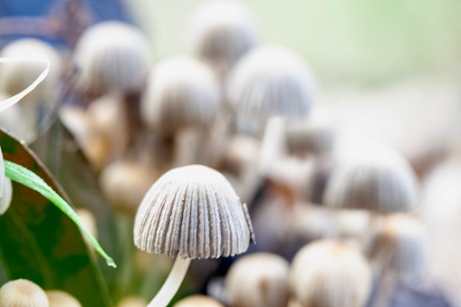 Fresh button mushrooms, champignons, on black background