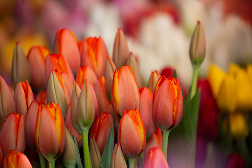 Colorful tulips for sale at a local outdoor farmers market in Seattle, WA, in springtime