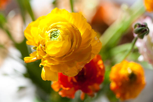 ranunculus flowers in bouquet at home on table, different fresh colors