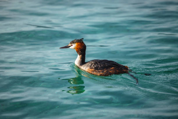 istock Cormorant In The Geneva Lake 1492718639
