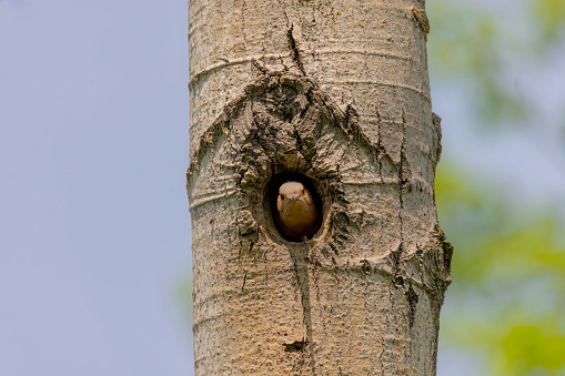 Northern flicker in nest cavity.