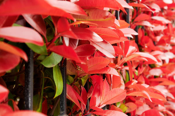 Long hedge with a crawling plants with red leaves. Abstract nature and plants backgrounds