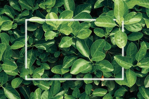 istock Top view template of dark green leaves with a white frame for content 1492720336