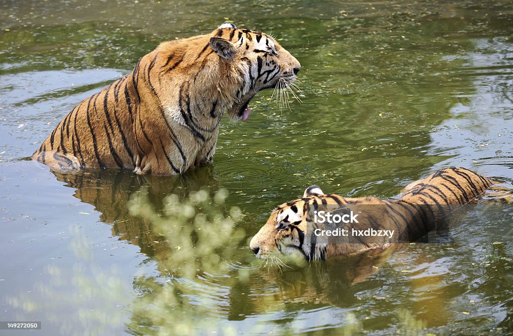 tiger - Foto de stock de Acostado libre de derechos