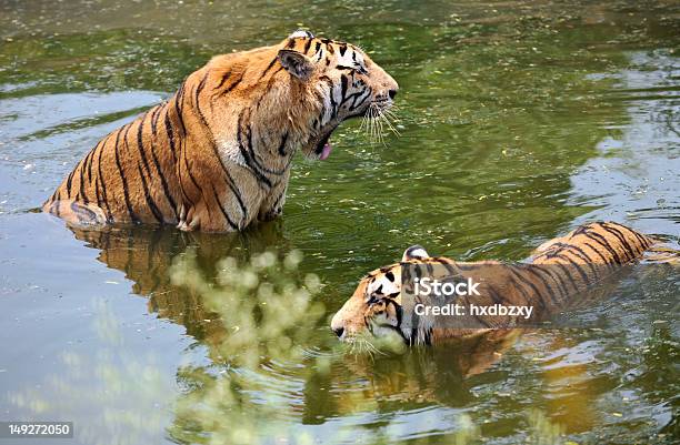 Tiger Foto de stock y más banco de imágenes de Acostado - Acostado, Agua, Aire libre