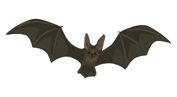 Vector illustration of Flying bat clipart isolated on white. Cartoon style drawing of nocturnal wild animal. Halloween creepy fauna modern vector illustration.